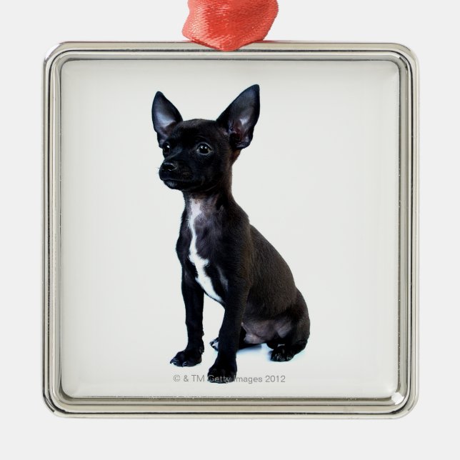 Chihuahua Metal Ornament (Front)