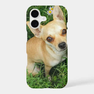 Chihuahua mignon dans une prairie herbeuse