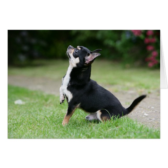 Chihuahua noir et crème (Devant horizontal)