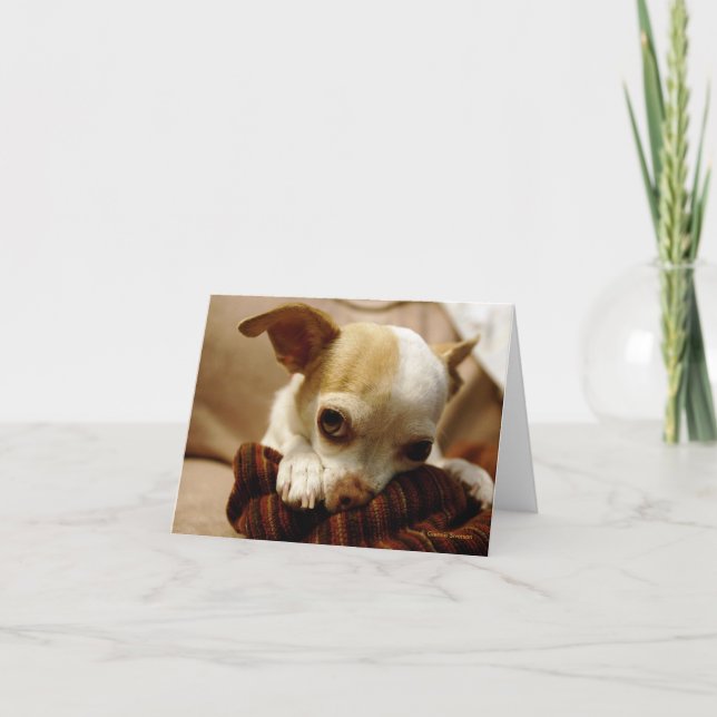 Chihuahua Note Cards (Front)