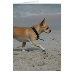 Chihuahua on Beach