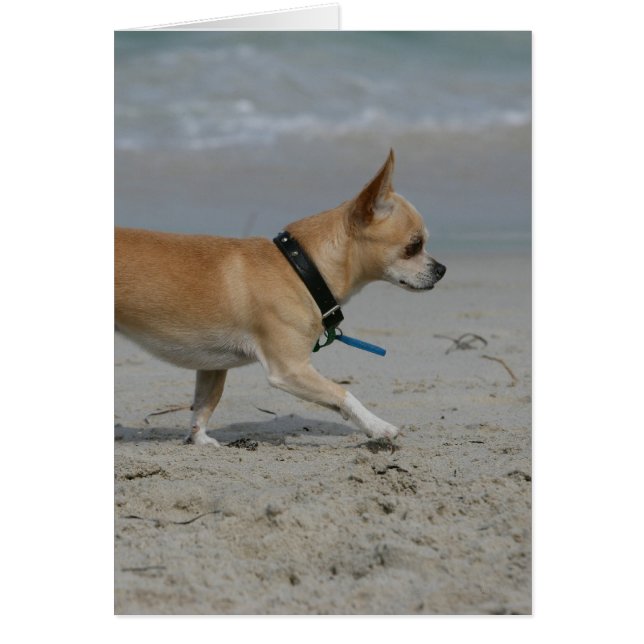 Chihuahua on Beach (Front)