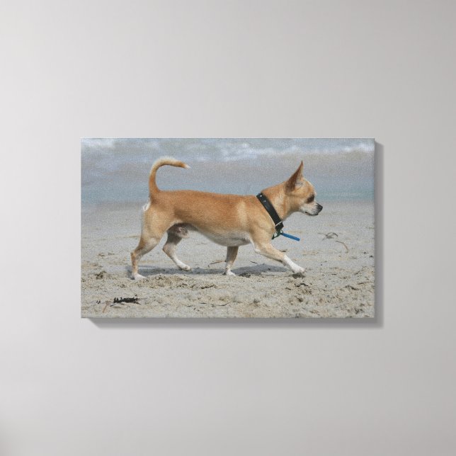 Chihuahua on Beach Canvas Print (Front)