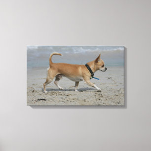 Chihuahua on Beach Canvas Print