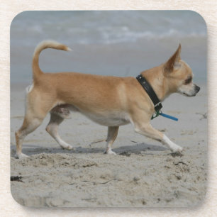 Chihuahua on Beach Coaster