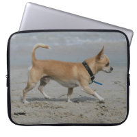 Chihuahua on Beach