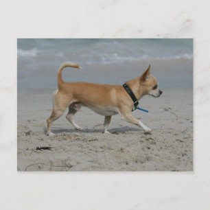 Chihuahua on Beach Postcard