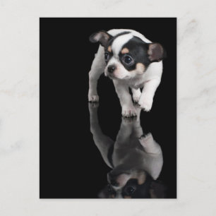 Chihuahua on black postcard