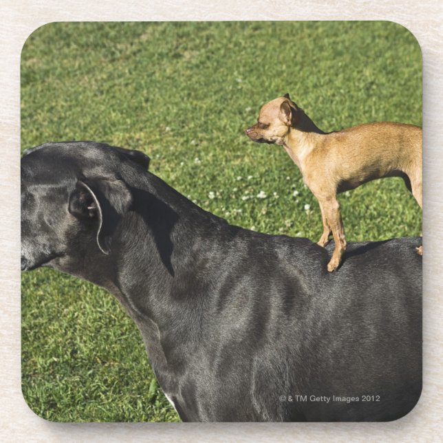 Chihuahua on Great Dane's back 2 Coaster (Front)