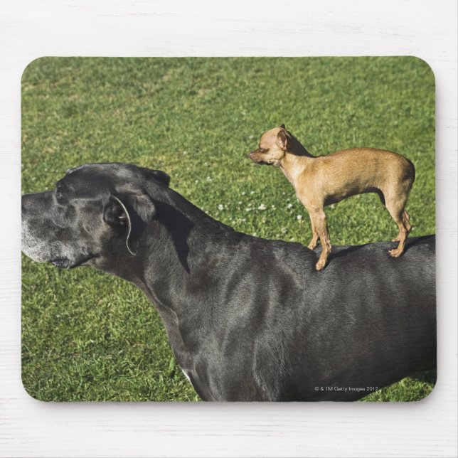 Chihuahua on Great Dane's back 2 Mouse Pad (Front)