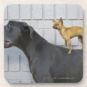 Chihuahua on Great Dane's back Coaster