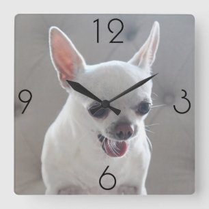 Chihuahua Photo Large Square Wall Clock