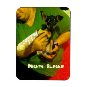 Chihuahua Photo Magnet