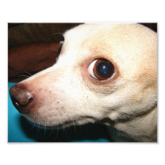 Chihuahua Photo Print