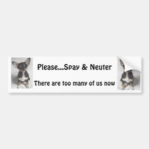 Chihuahua, Please Spay & Neuter Bumper Sticker