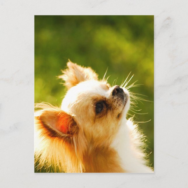 Chihuahua Portrait Postcard (Front)