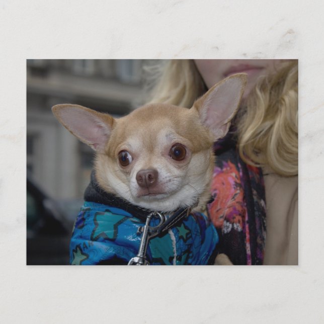 Chihuahua Postcard (Front)