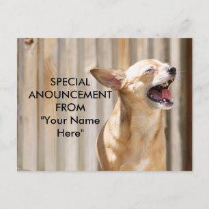 Chihuahua Postcard