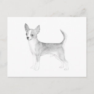 Chihuahua Postcard