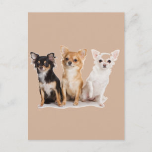 CHIHUAHUA POSTCARD