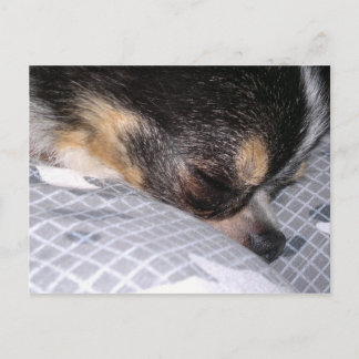 Chihuahua Postcard