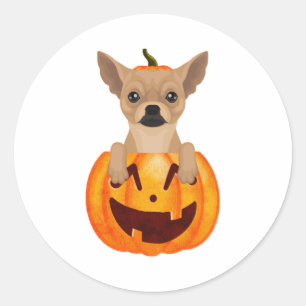 Chihuahua Pumpkin  Classic Round Sticker
