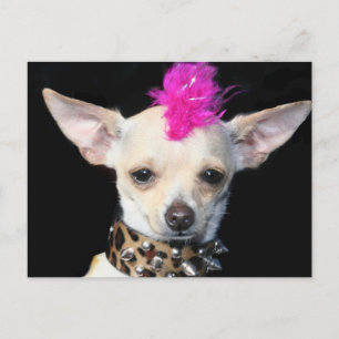 Chihuahua Punk Postcard