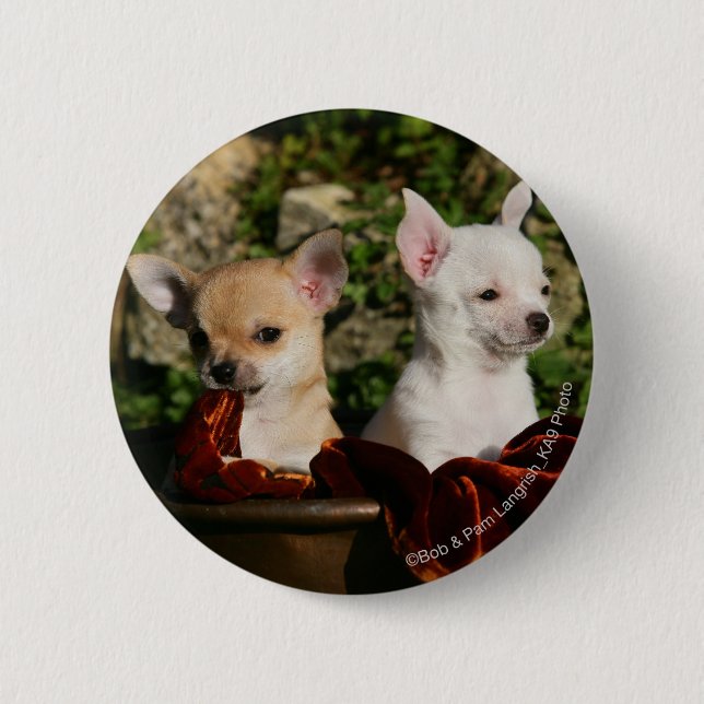 Chihuahua Puppies 2 Inch Round Button (Front)