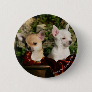 Chihuahua Puppies 2 Inch Round Button