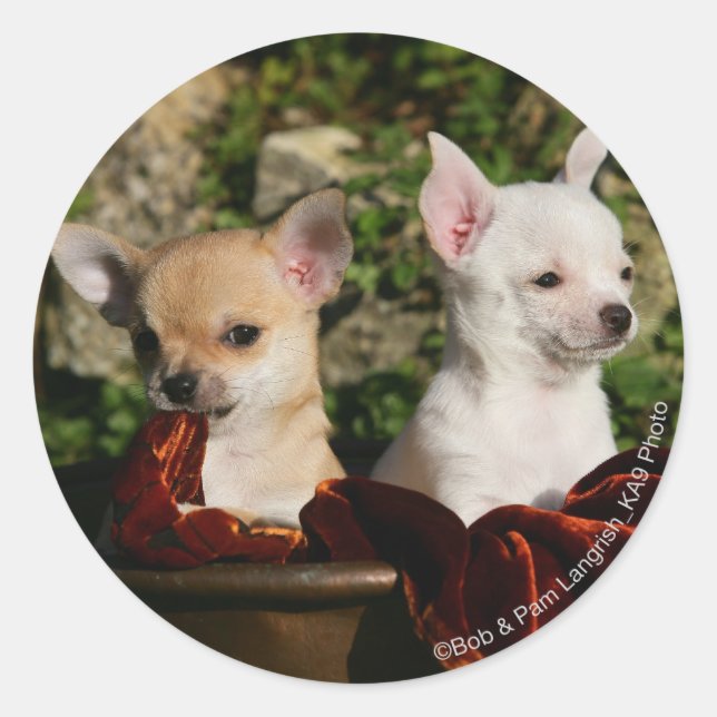 Chihuahua Puppies Classic Round Sticker (Front)