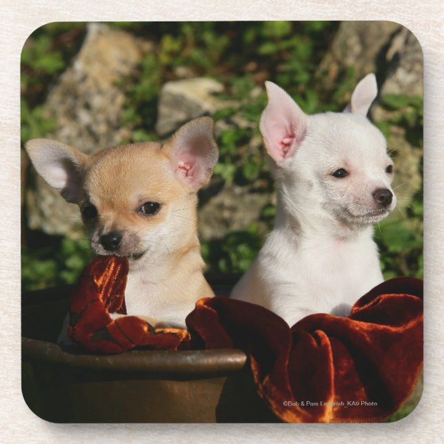 Chihuahua Puppies Coaster (Front)