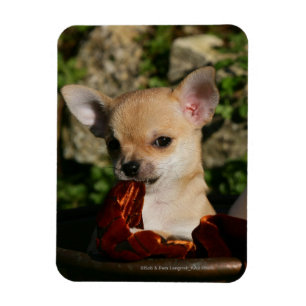Chihuahua Puppies Magnet