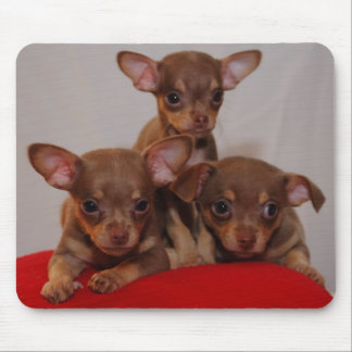 Chihuahua puppies mouse pad