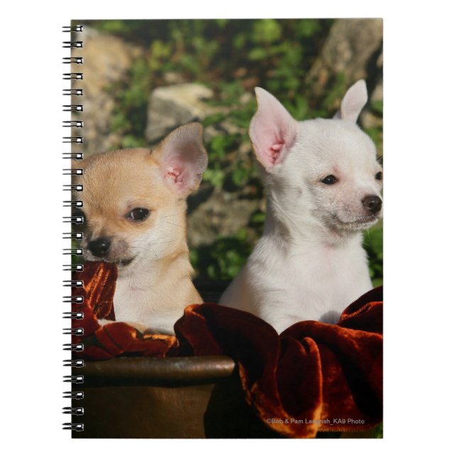 Chihuahua Puppies Notebook (Front)