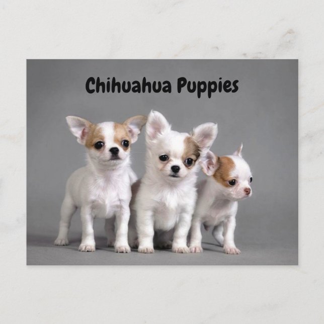 Chihuahua Puppies Posing for photo Postcard (Front)