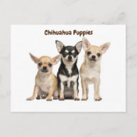 Chihuahua Puppies Posing for photo