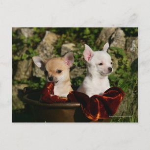 Chihuahua Puppies Postcard