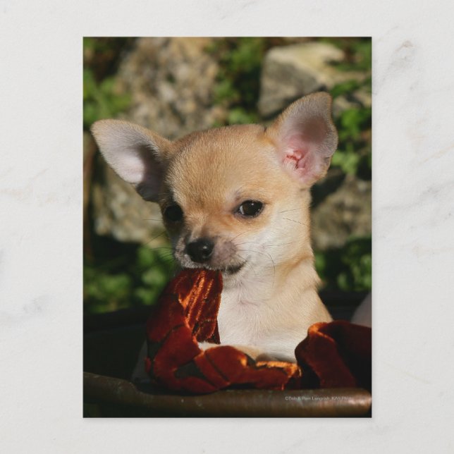 Chihuahua Puppies Postcard (Front)
