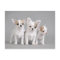 Chihuahua puppies