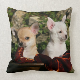 Chihuahua Puppies Throw Pillow