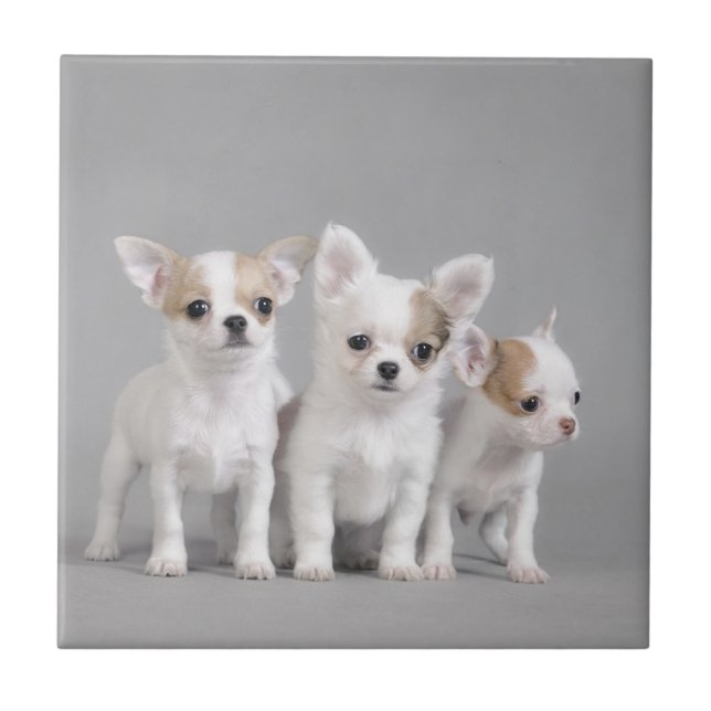 Chihuahua puppies tile (Front)