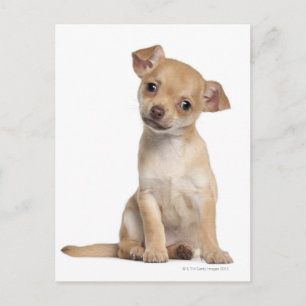 Chihuahua puppy (2 months old) postcard