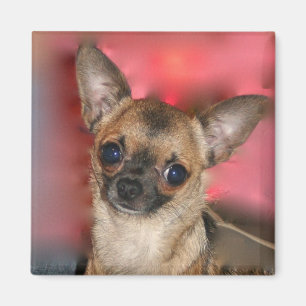 Chihuahua puppy aimant blanc