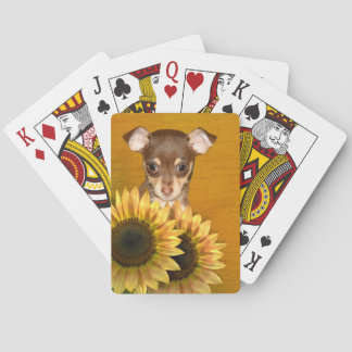 Chihuahua puppy and sunflowers playing cards