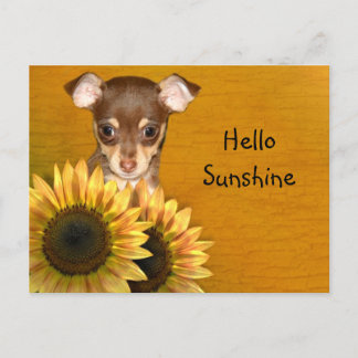 Chihuahua puppy and sunflowers postcard