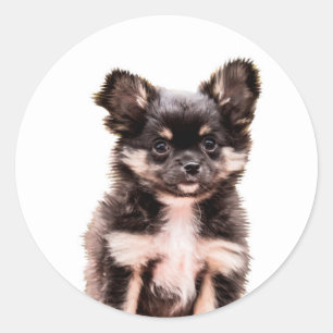 Chihuahua Puppy Dog Classic Round Sticker