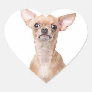 Chihuahua Puppy Dog Heart Heart Sticker