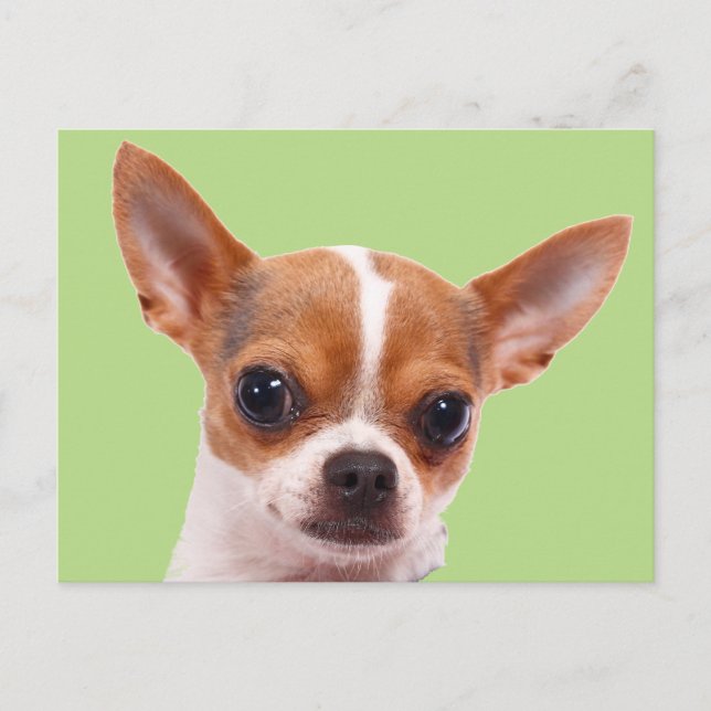 Chihuahua Puppy Dog Postcard (Front)