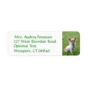 Chihuahua Puppy Dog Return Address Name Label