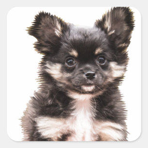Chihuahua Puppy Dog Square Sticker